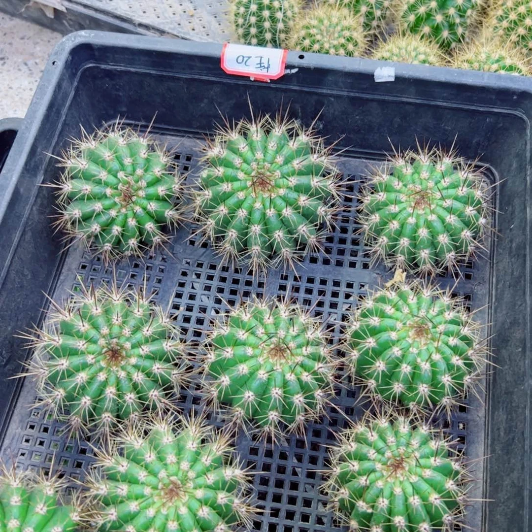 下64毛花柱20 歪无根侧芽5公分左右20包邮