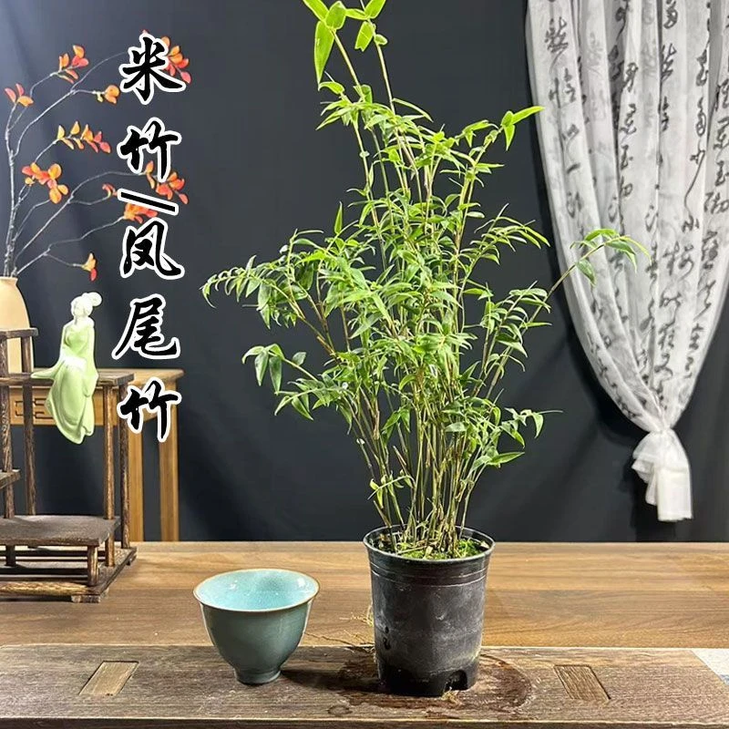 米竹盆栽书房茶室中式禅意绿植摆件室内桌面微景观竹子盆景好养活