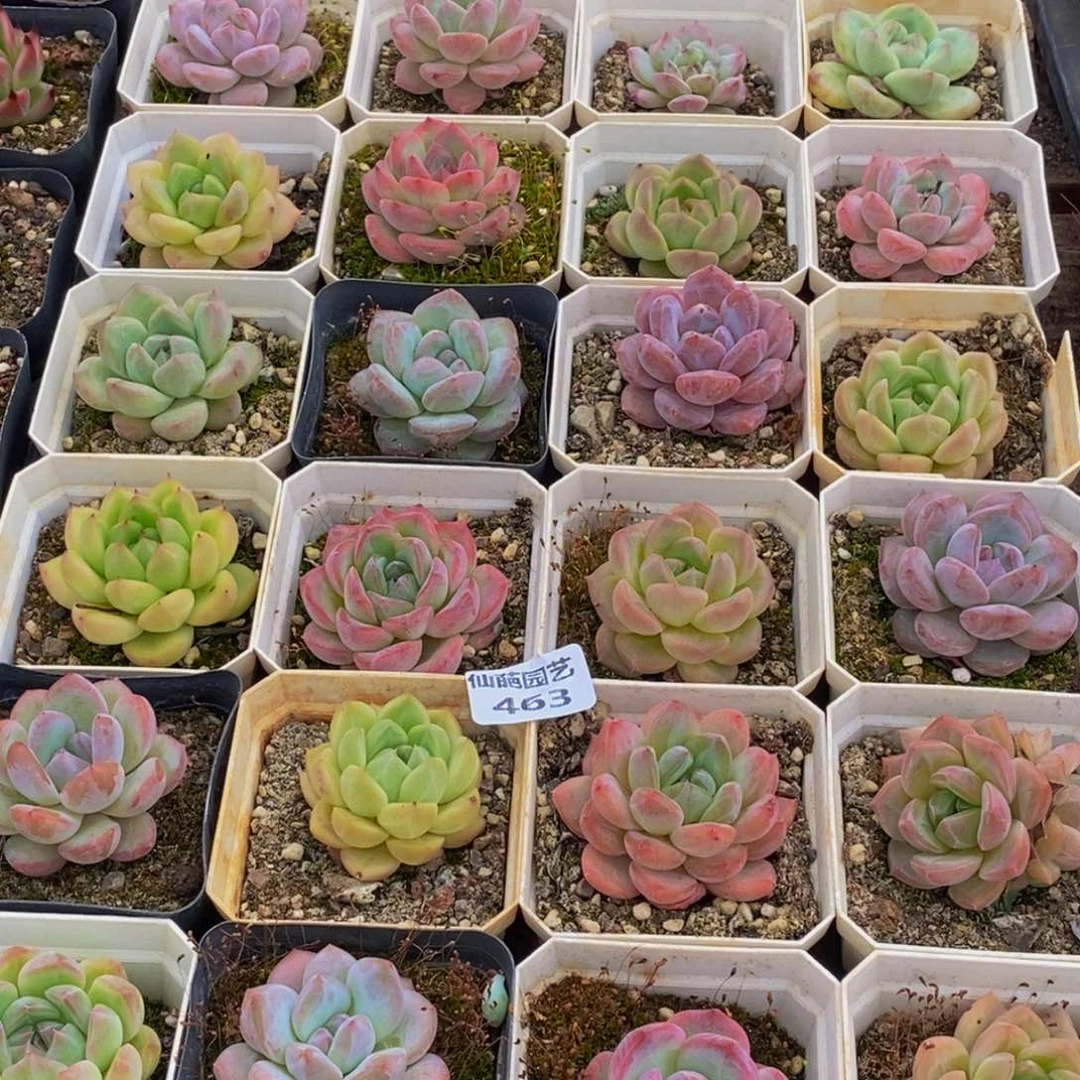 463多肉植物保护研究所所长助理研究员