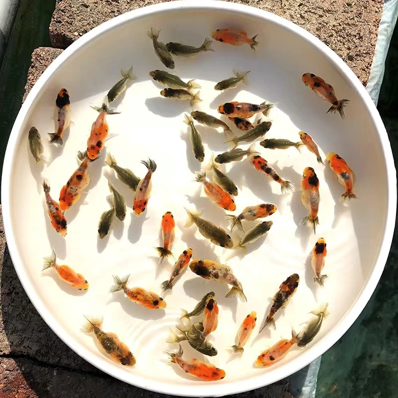 金鱼观赏鱼苗冷水鱼直播间自选（到货拍开箱视频）