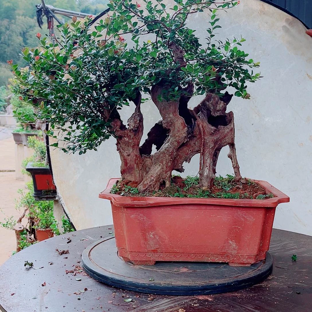 君*哥赤楠赤楠赤楠赤楠