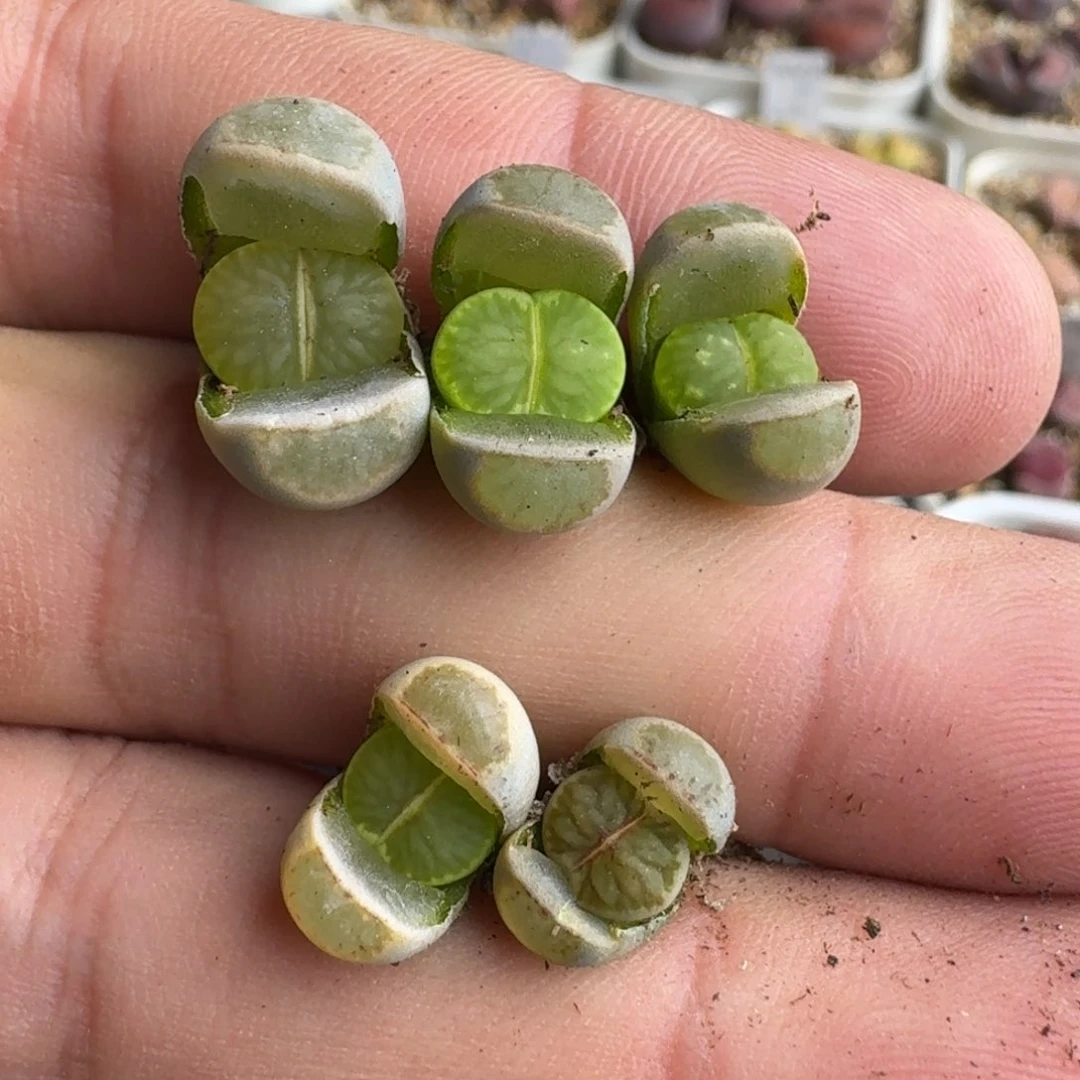 G379绿李回交版荷叶绿菊一年半