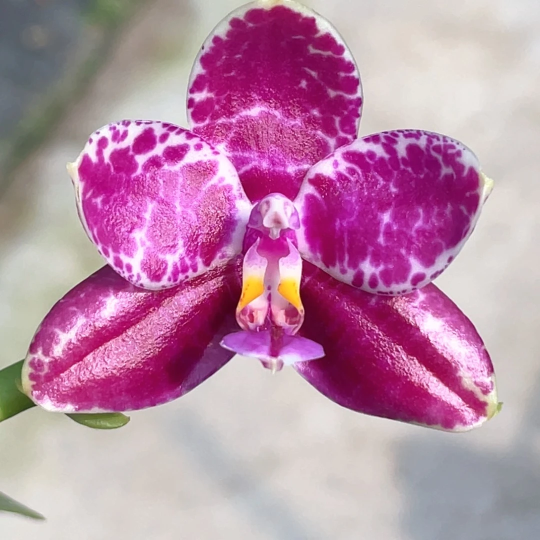 大部分花苞少量开放｜两倍钻石交蓝喜鹊｜