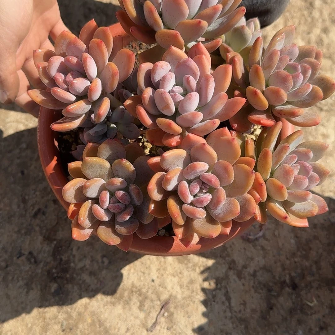 灰姑娘美人 00000000