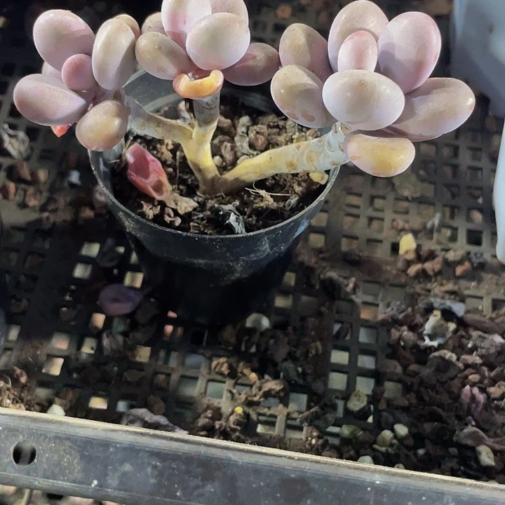 三头老桩桃蛋带盆