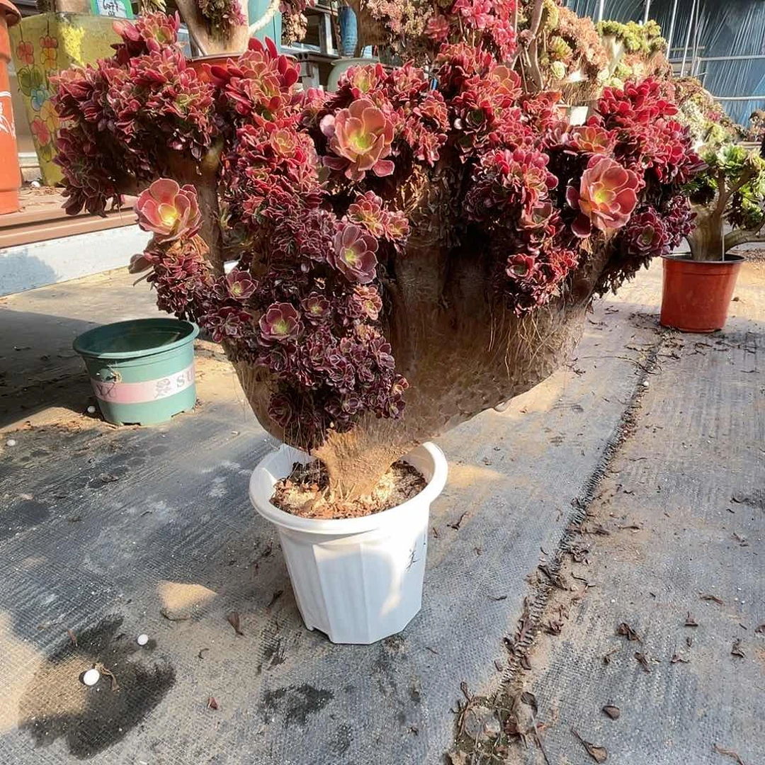【闪购商品】全部花朵欧紫