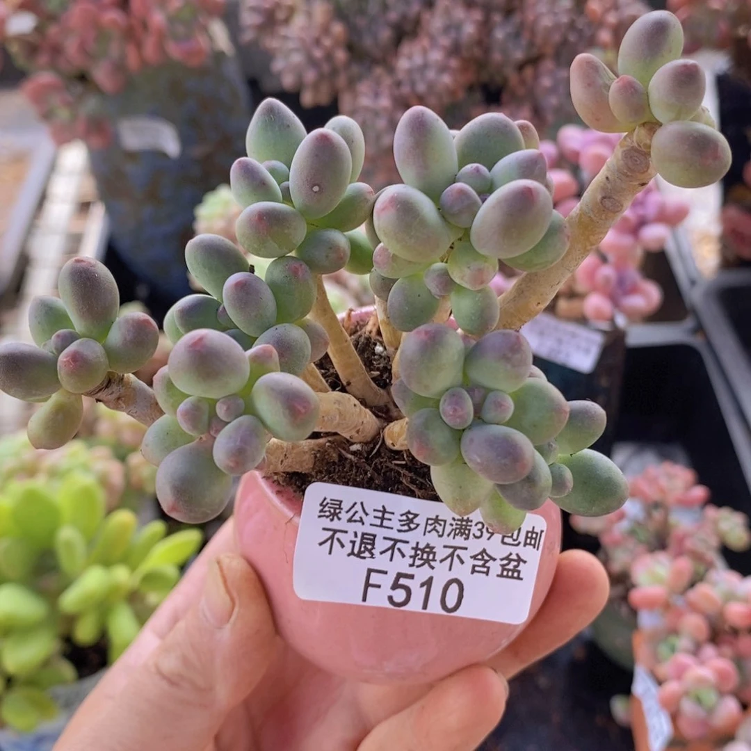 苹果奶7cm510多肉植物