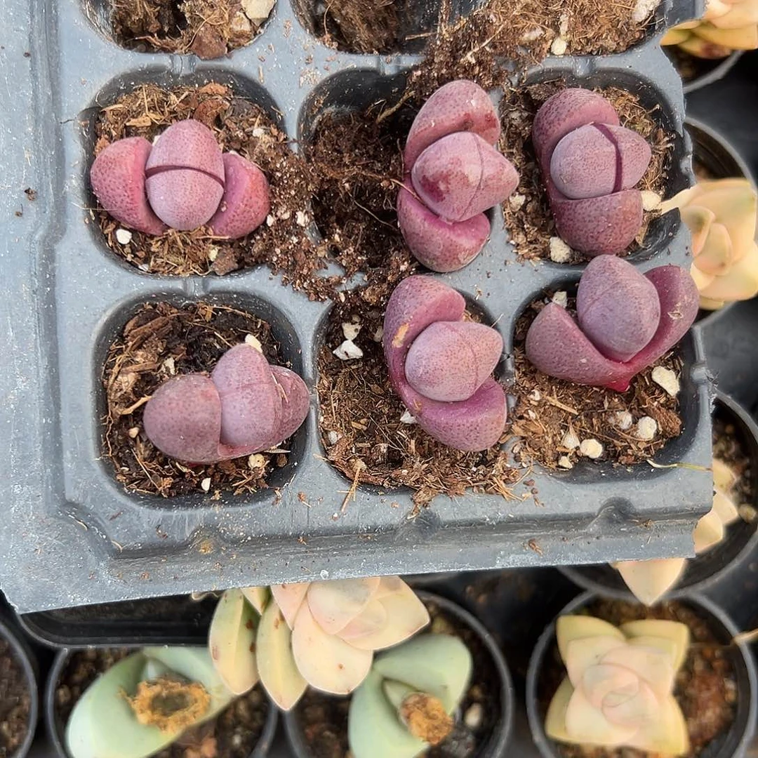 多肉植物六颗紫帝玉