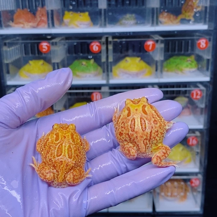 角蛙恭喜发财大吉大利15一只