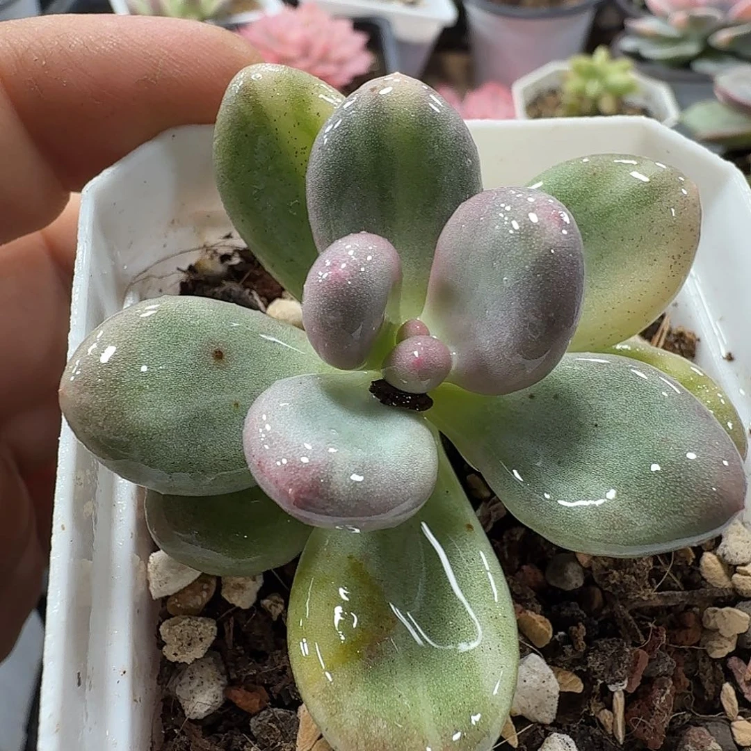 奶酪锦 小方花圃一物一拍