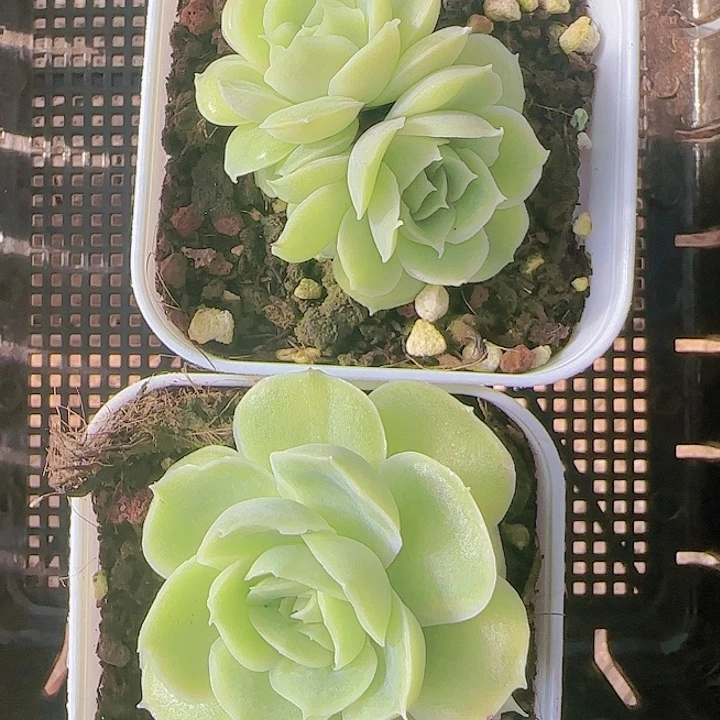 花时光精品多肉40