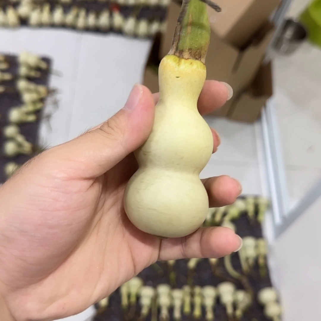 简***约葫芦nsnssjsjsnsnsnsnsn