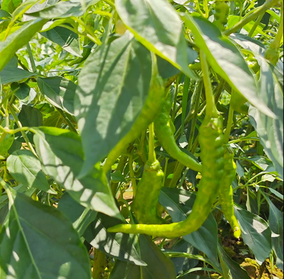 湖南株洲太湖本地青辣椒
