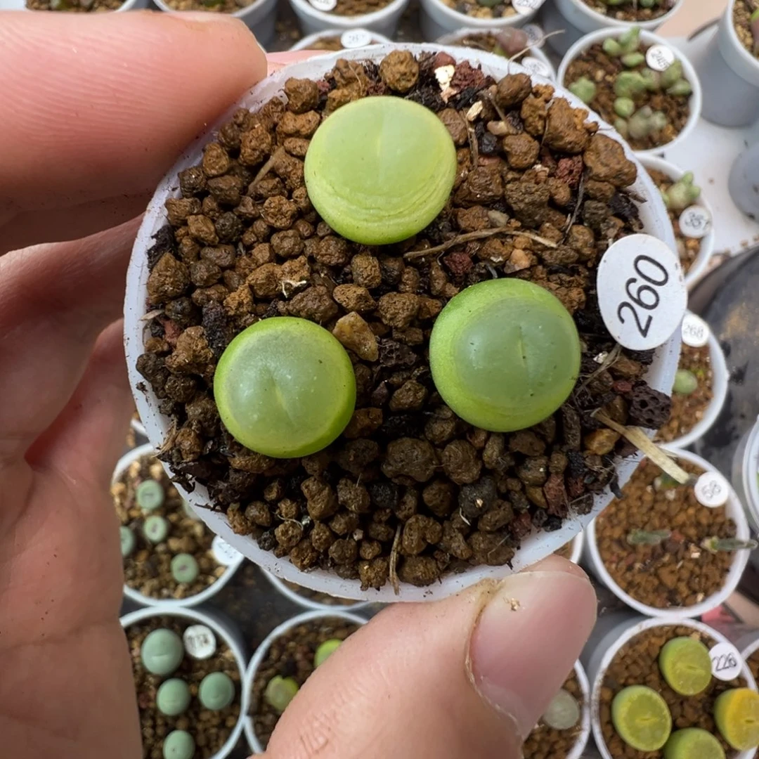 拉登一颗脱土260000