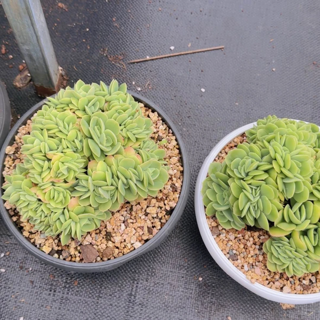 【闪购商品】星娜塔缀69.9