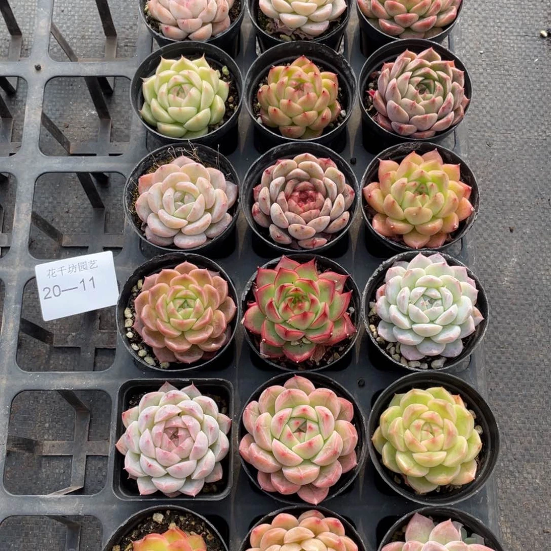 一物一拍18颗20-11