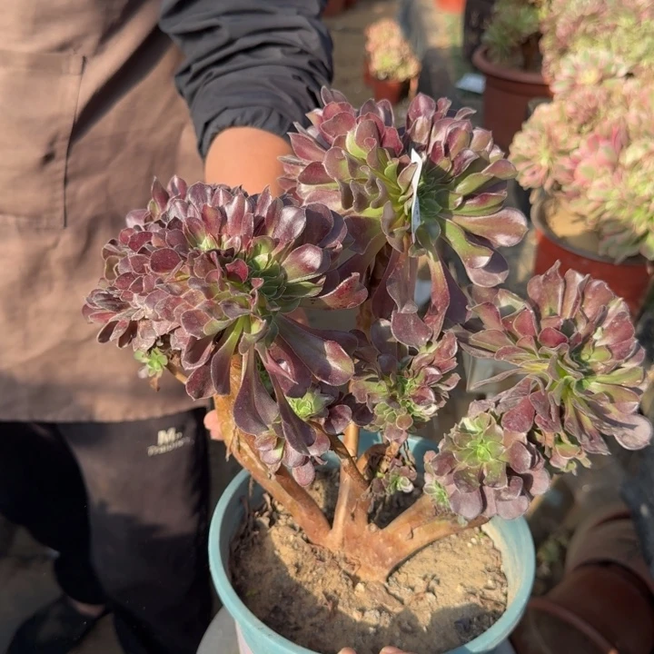 欧紫法师了缀化542