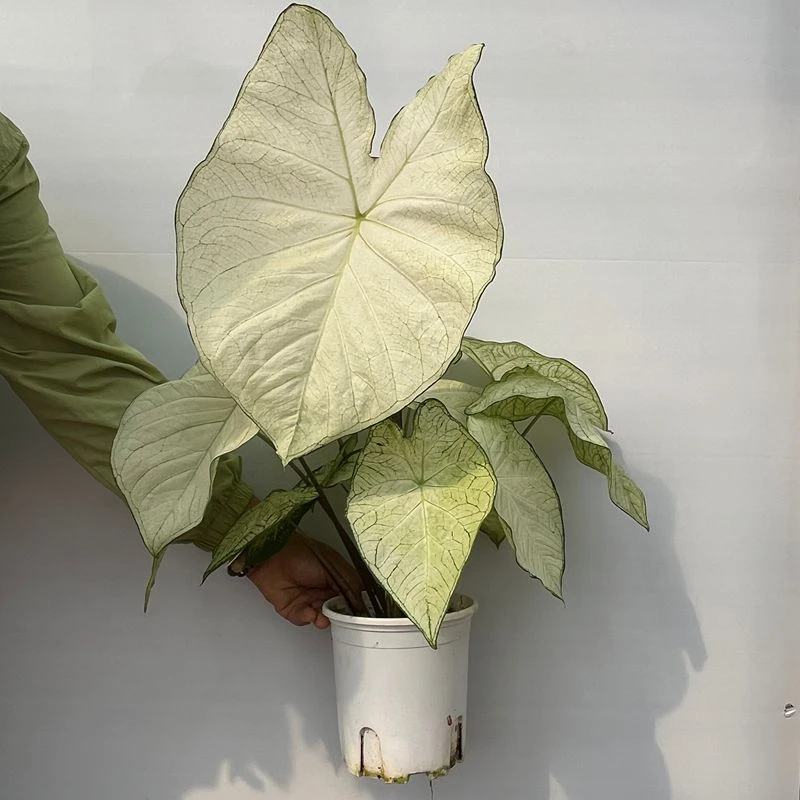 白月光 彩叶芋 纯白大叶片ins 风   成品 耐热美观阳台庭院观叶
