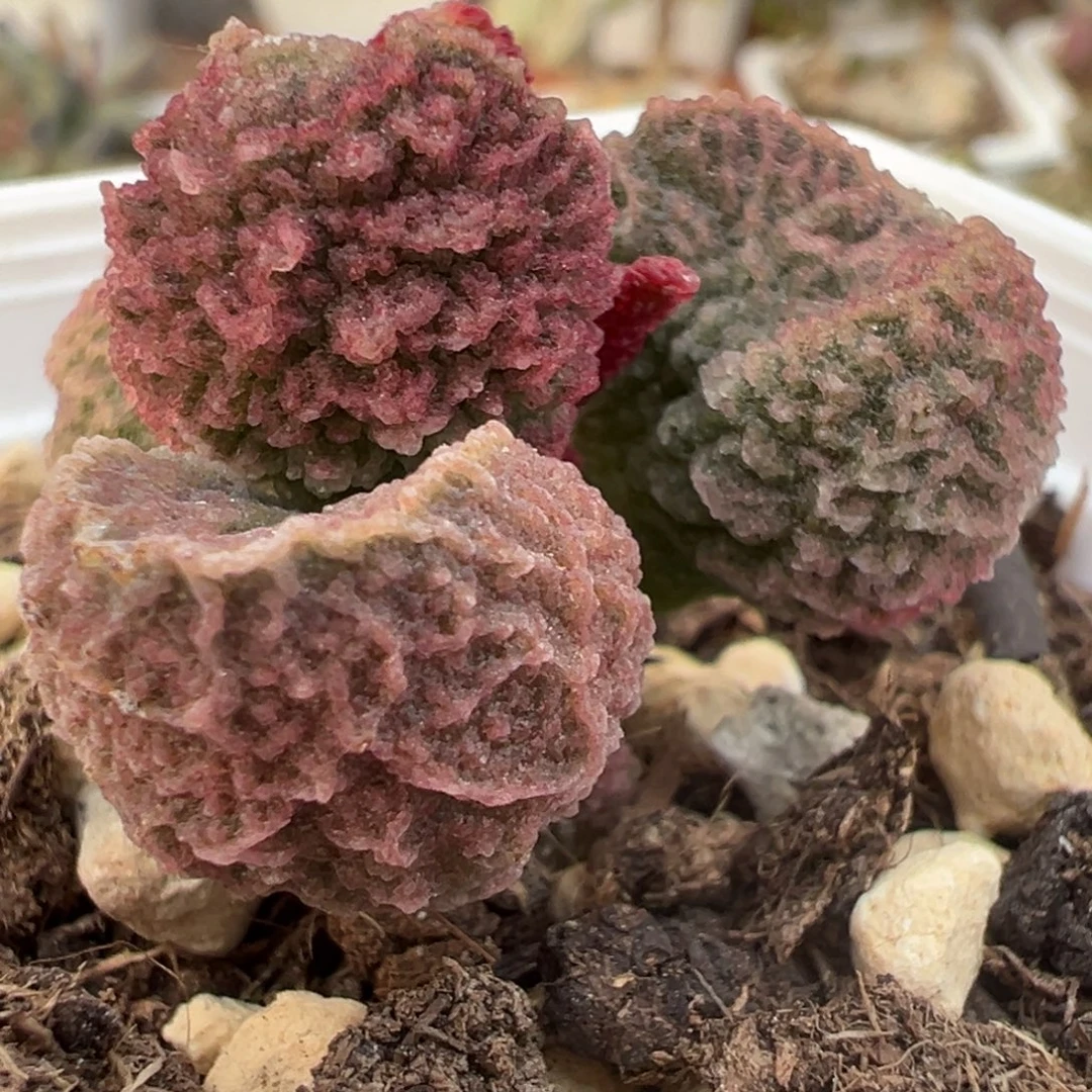 实生新品多肉植物水泡多肉植物