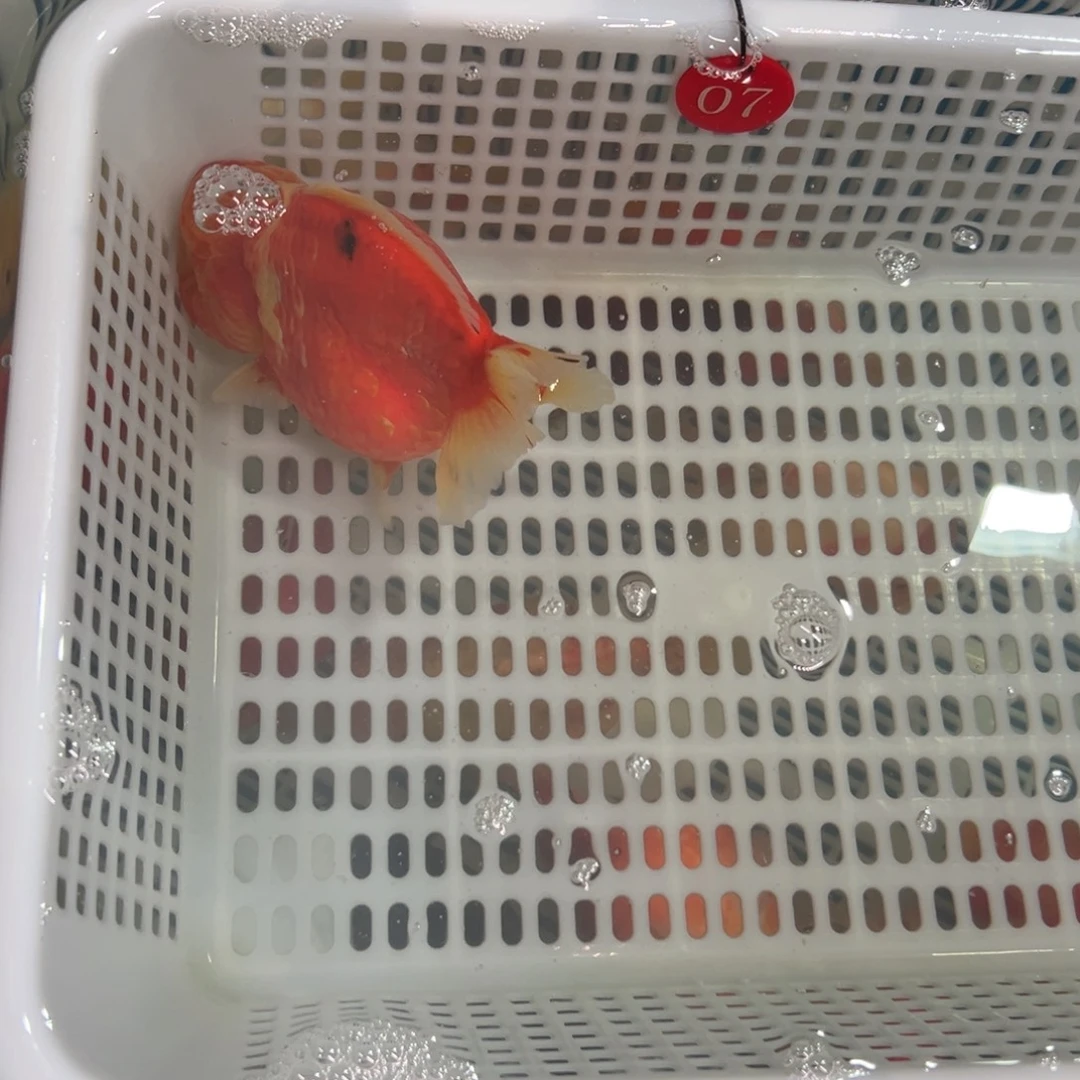 阿***i金鱼你好吗我好想