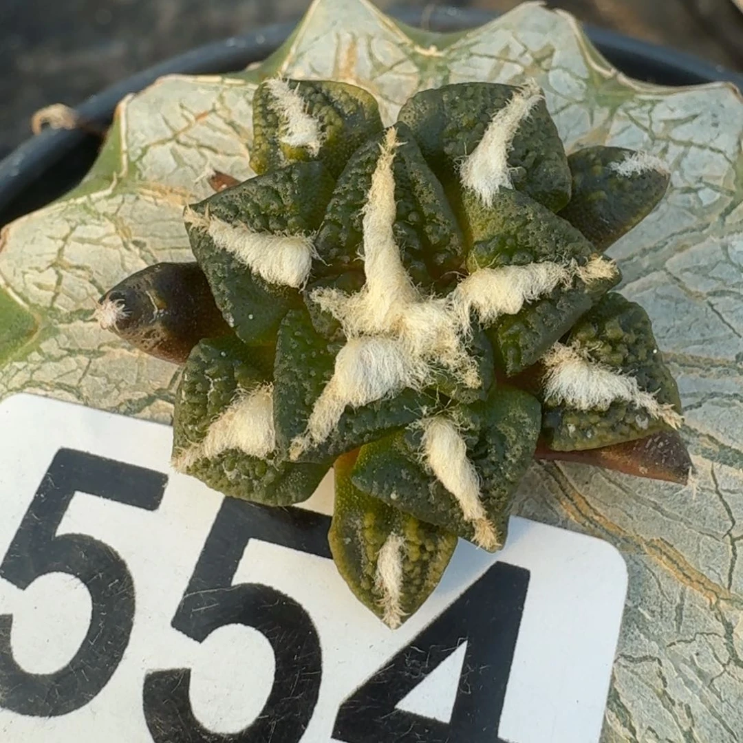 【闪购商品】颗粒大尤黑554仙人球