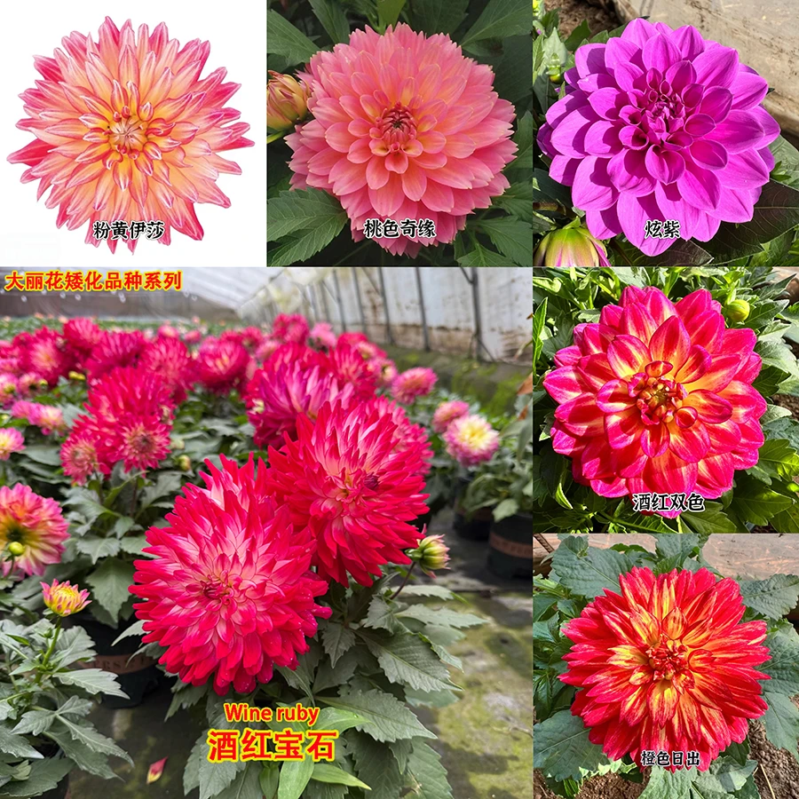 【矮化】大丽花（小苗）矮化品种 盆栽地栽春季