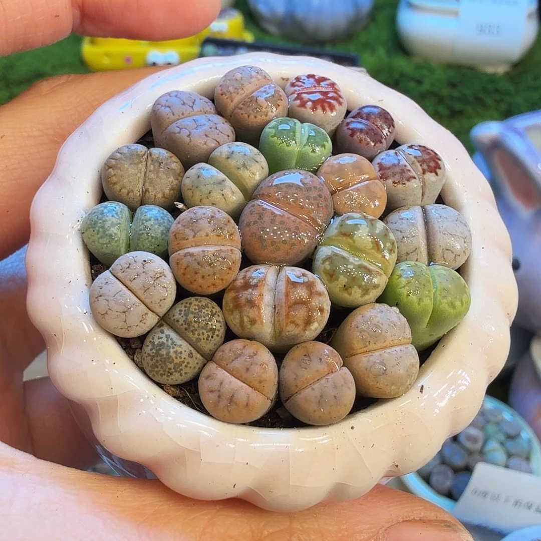 l****多肉植物福利冲936