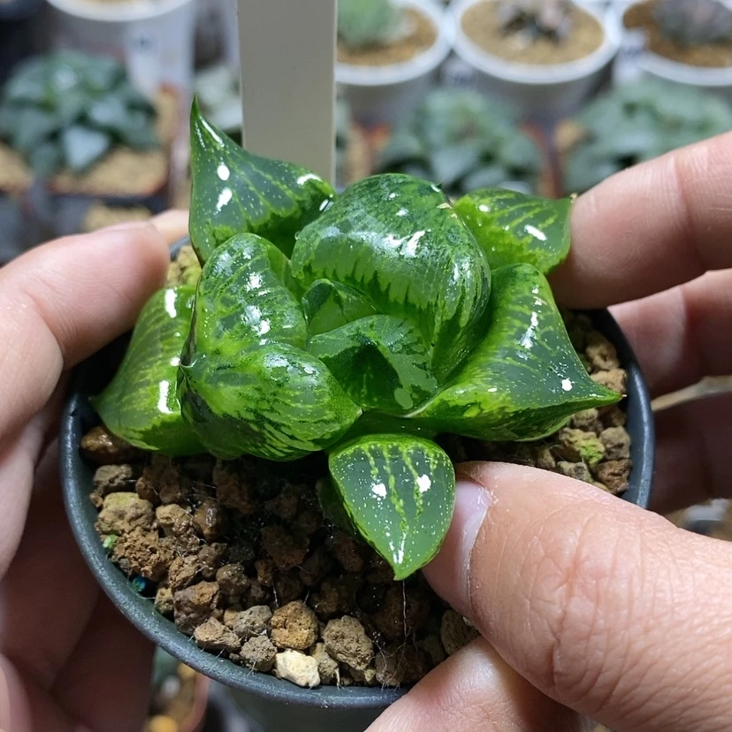 【闪购商品】幸**庭209裹般若