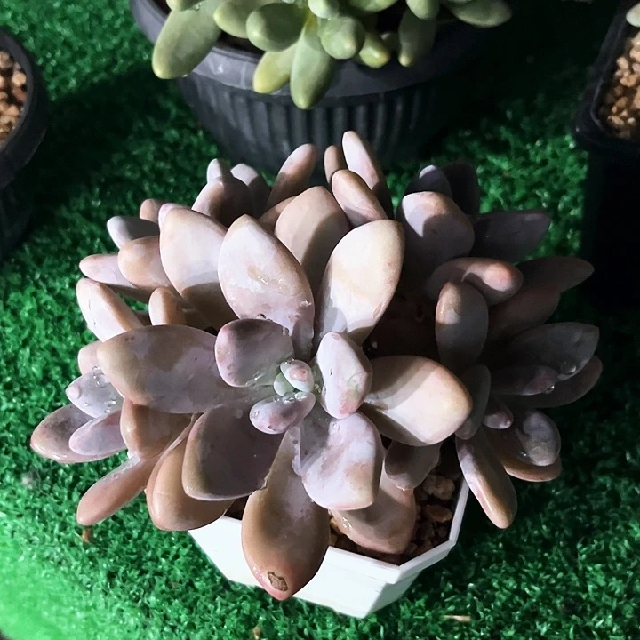 粉兔2号码牌子的话题了