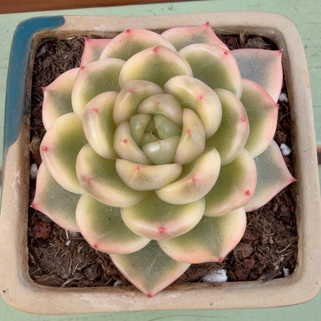 晴空珍妮锦头盖锦上园艺一物一拍