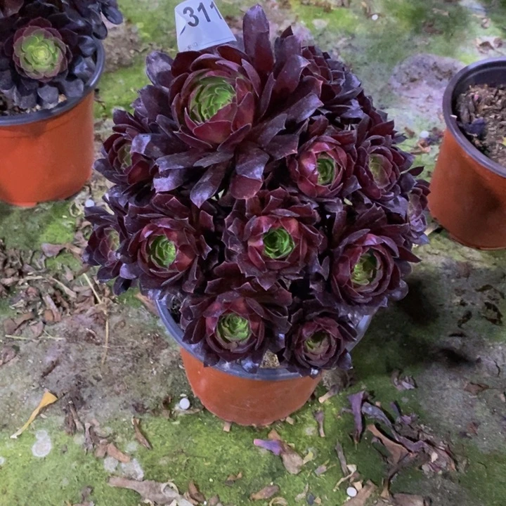 黑骑士多肉植物311