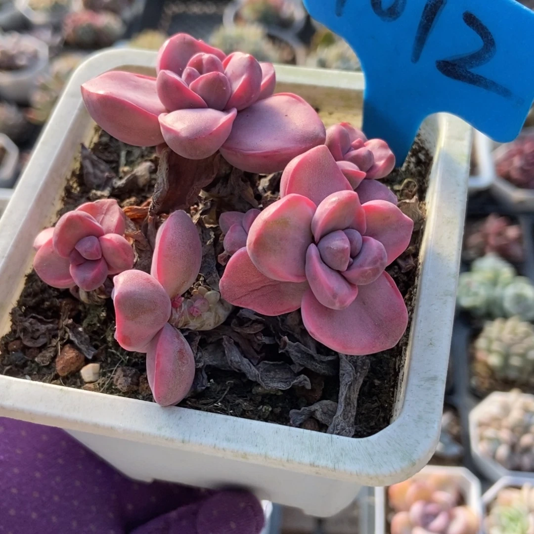 1012彩虹糖锦多肉