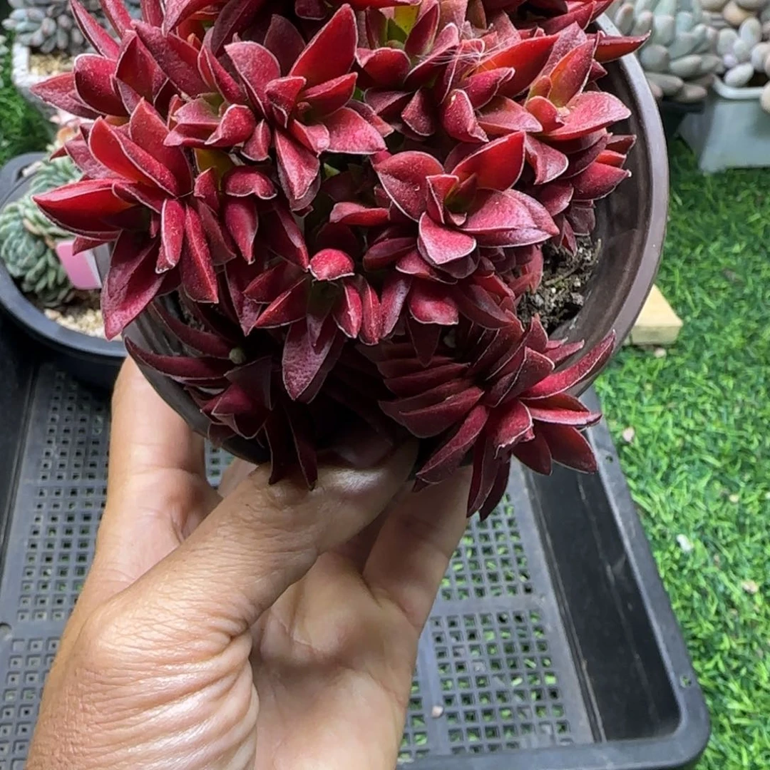 锦安精品多肉植物编号240