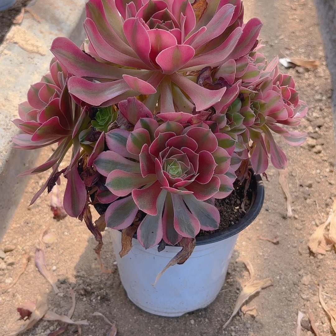 香妃多肉植物手捧