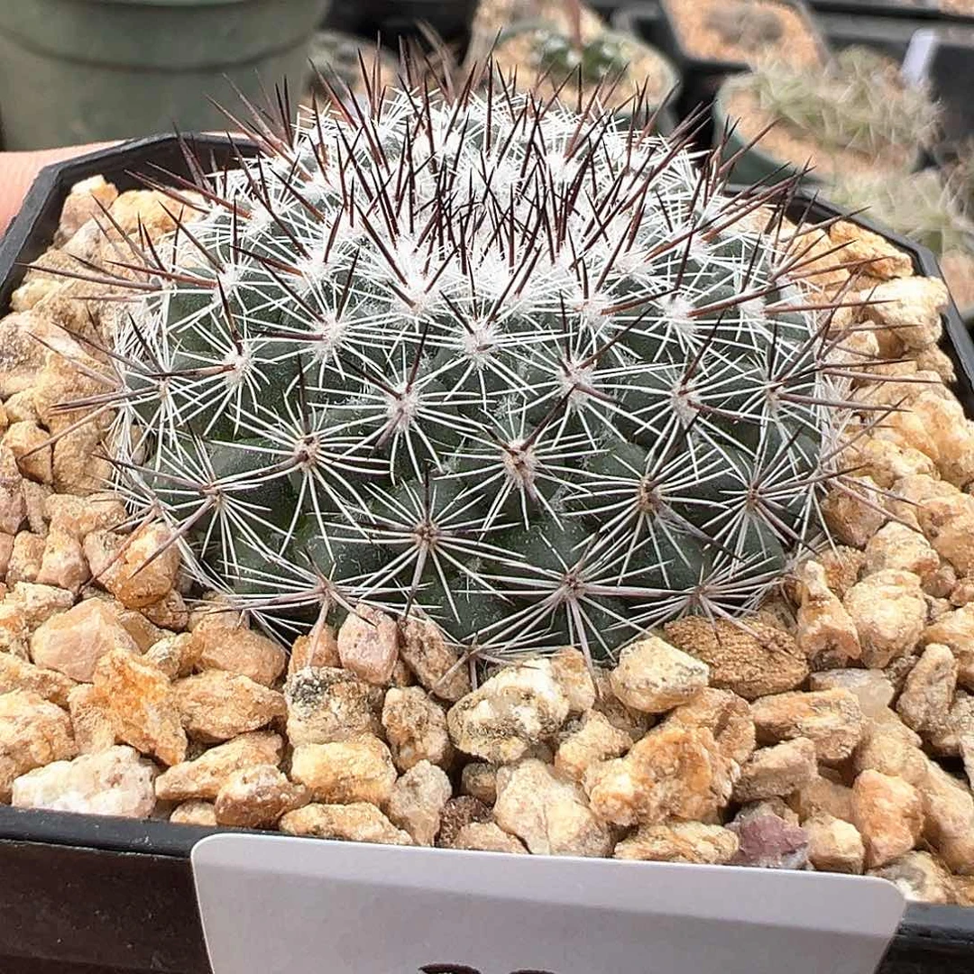 琳达，仙人球，实生，不含刺直径4.2厘米，