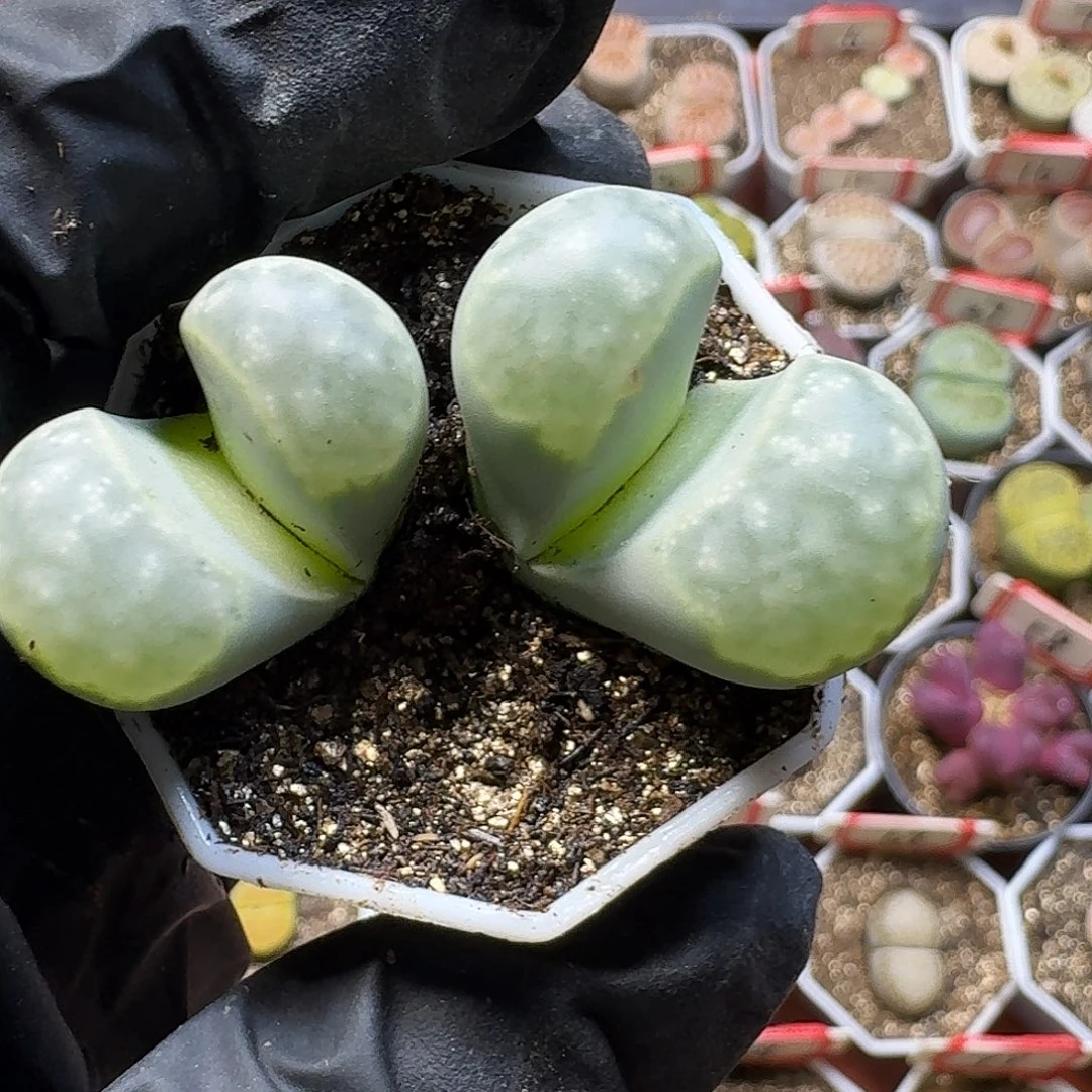 生石花23:：：。  125