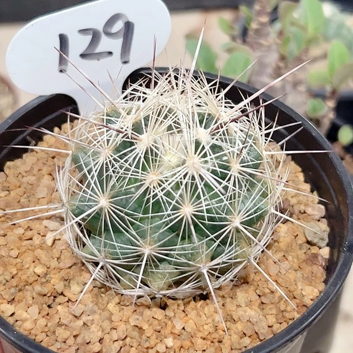 海钟丸实生仙人球