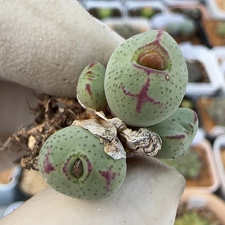 909福利福利福利福利