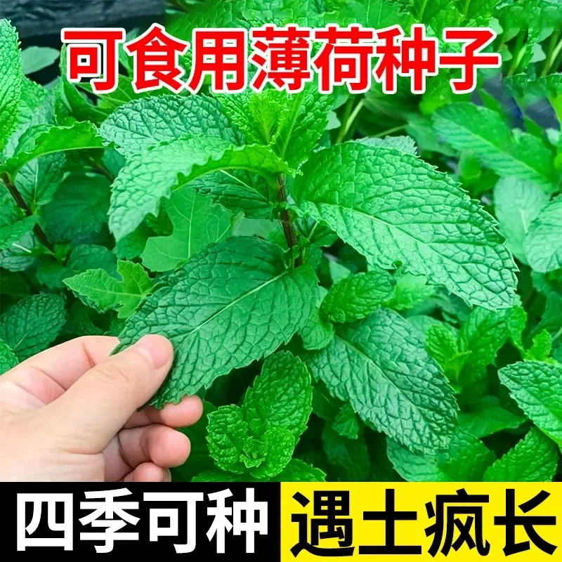 【评价反2】【可食用薄荷种子】留兰香柠檬苗猫薄荷四季播种室内阳台