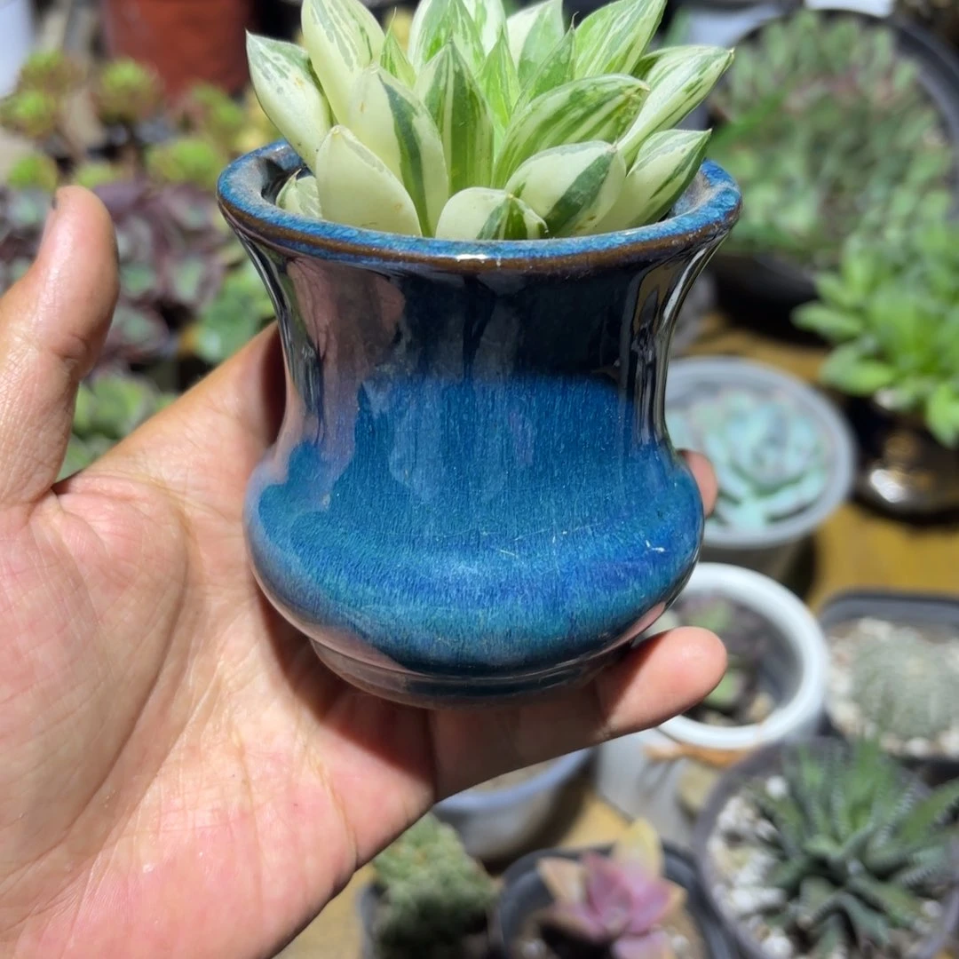 楊**?新疆包邮玉露锦带盆一单