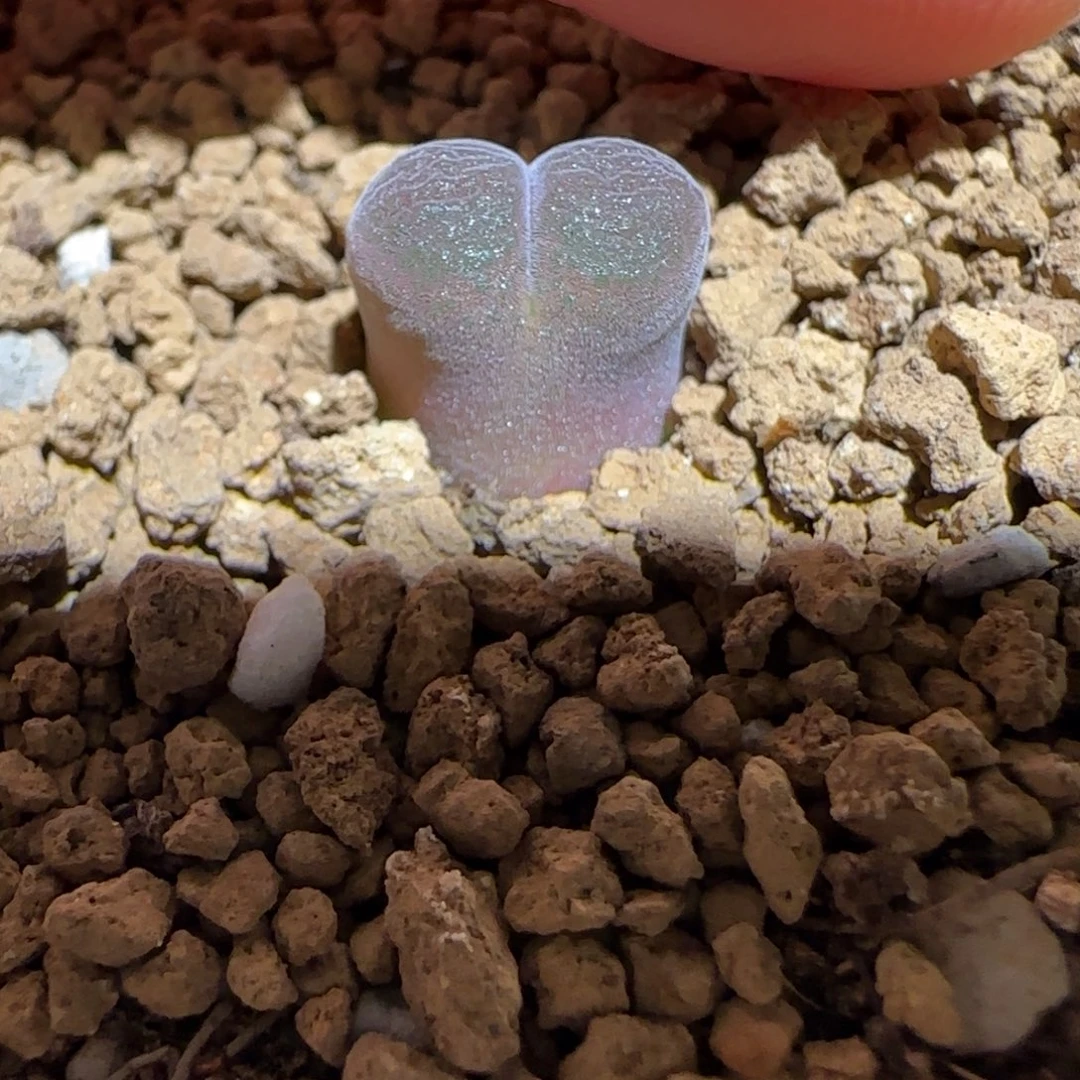 肉锥多肉植物百科-10km风铃732