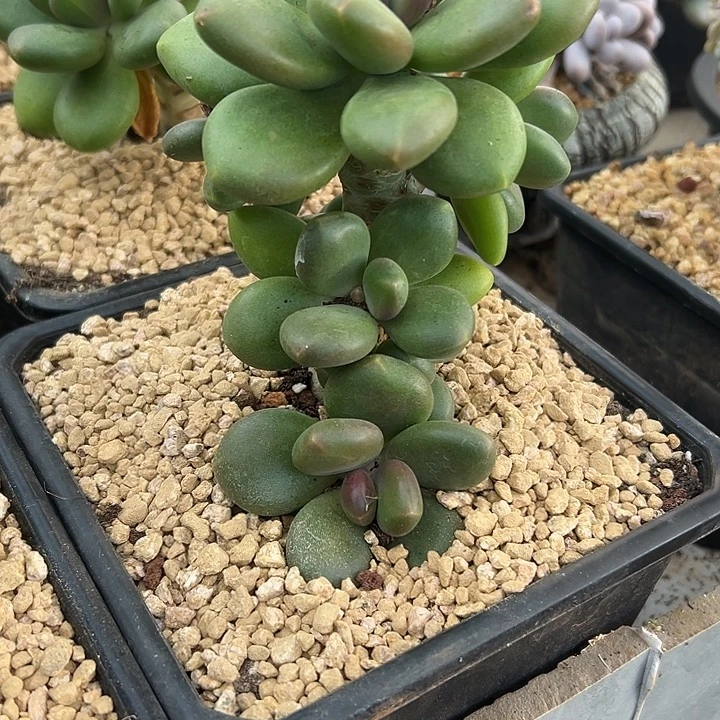 芒果奶群生多头多肉