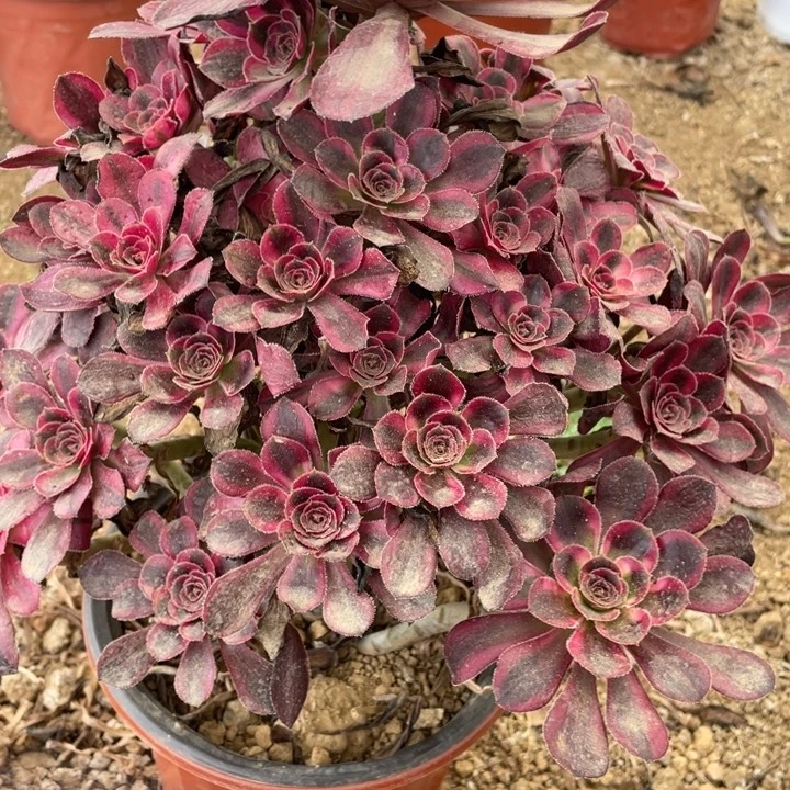 无花朵018多肉植物香奶奶