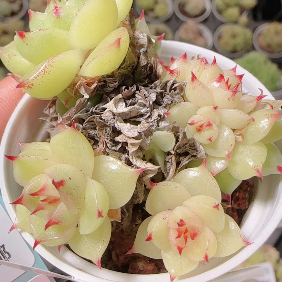 花语逸镜1101-152散
