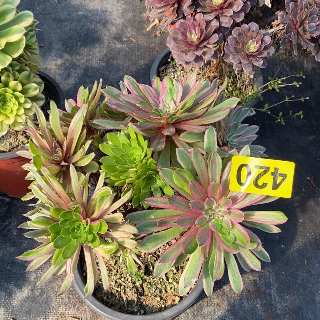 粉黛多肉法师420