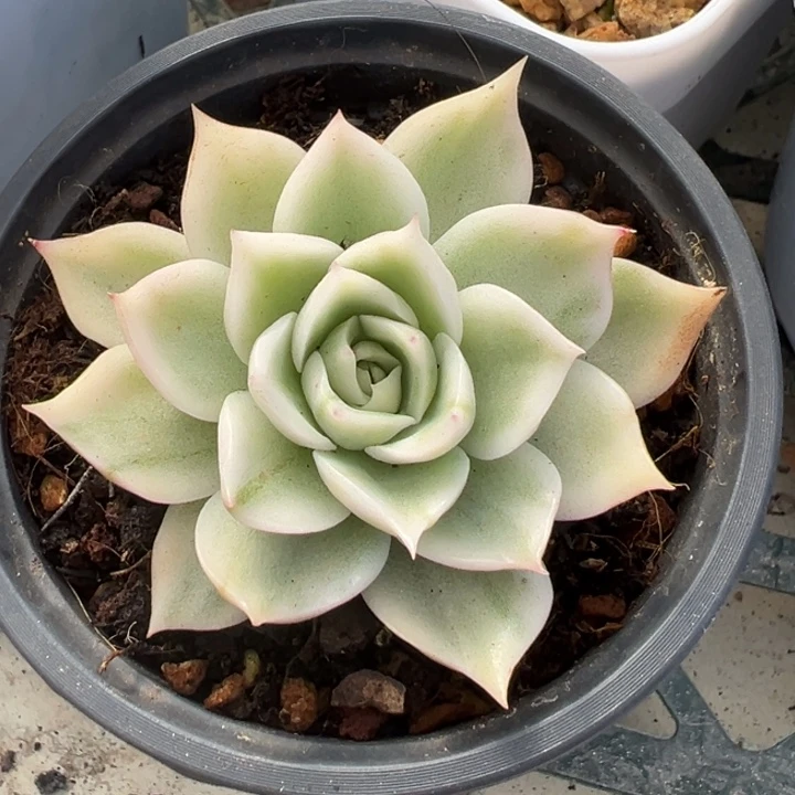 超白麦秆锦一物一拍锦龙