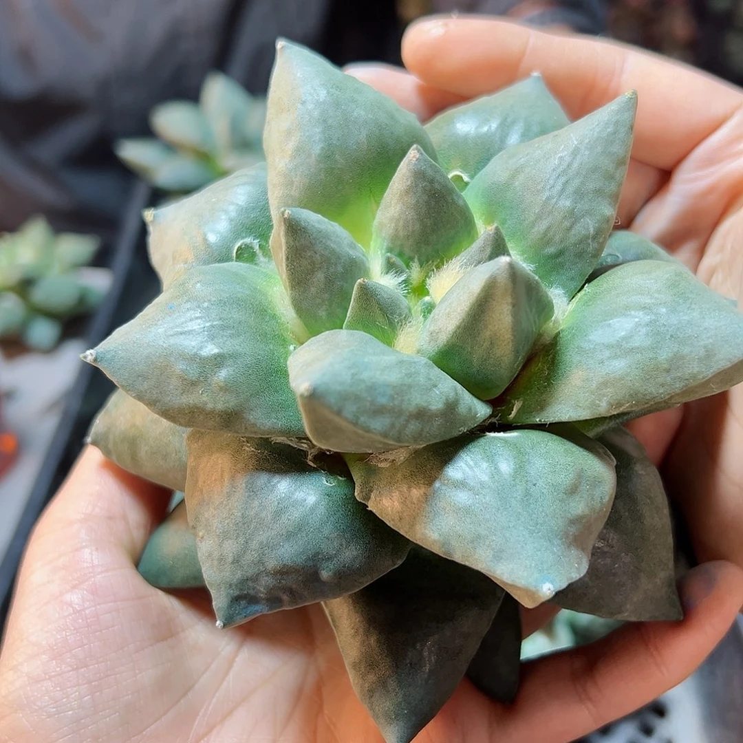 苗接青瓷牡丹11公分无根