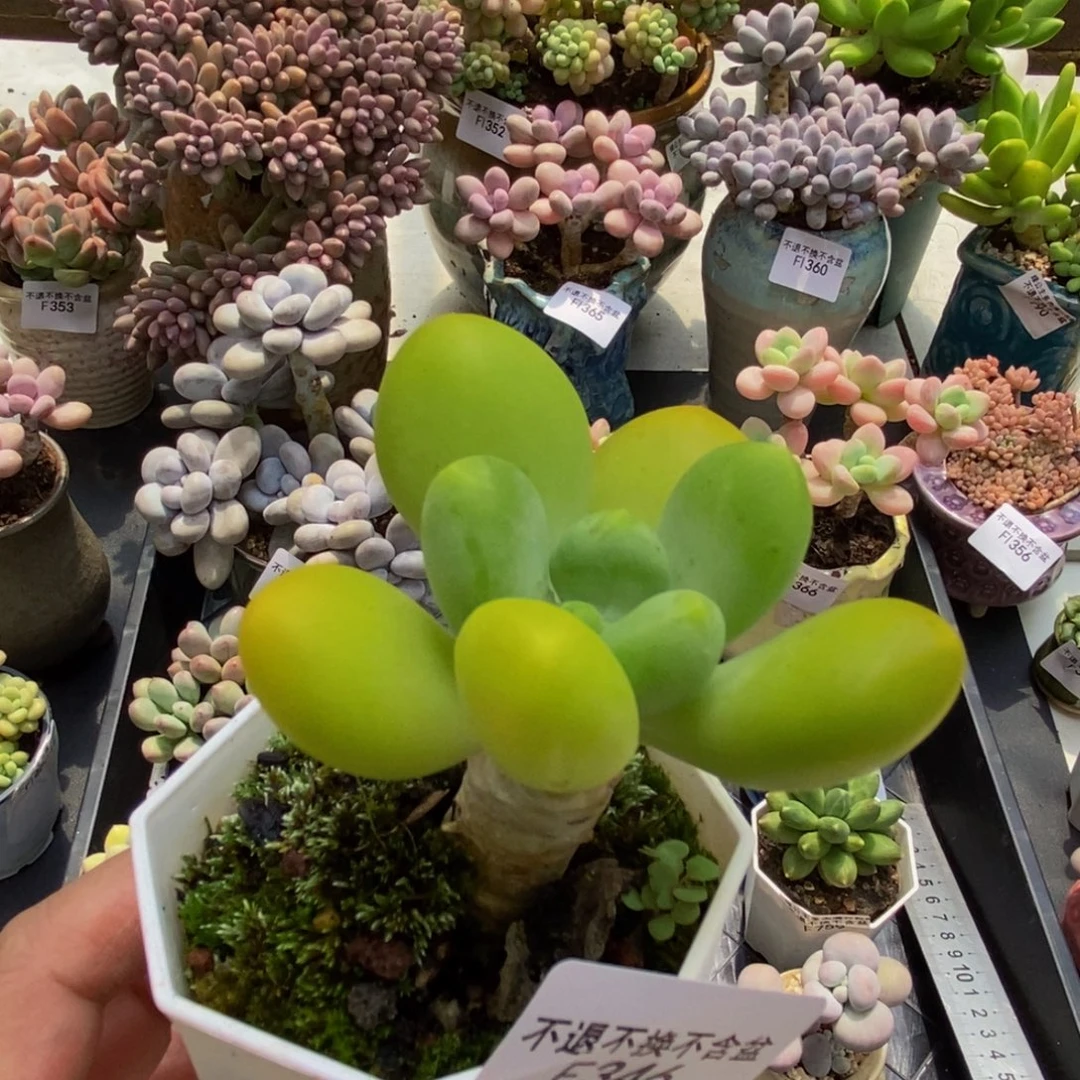 346芒果奶5cm多肉