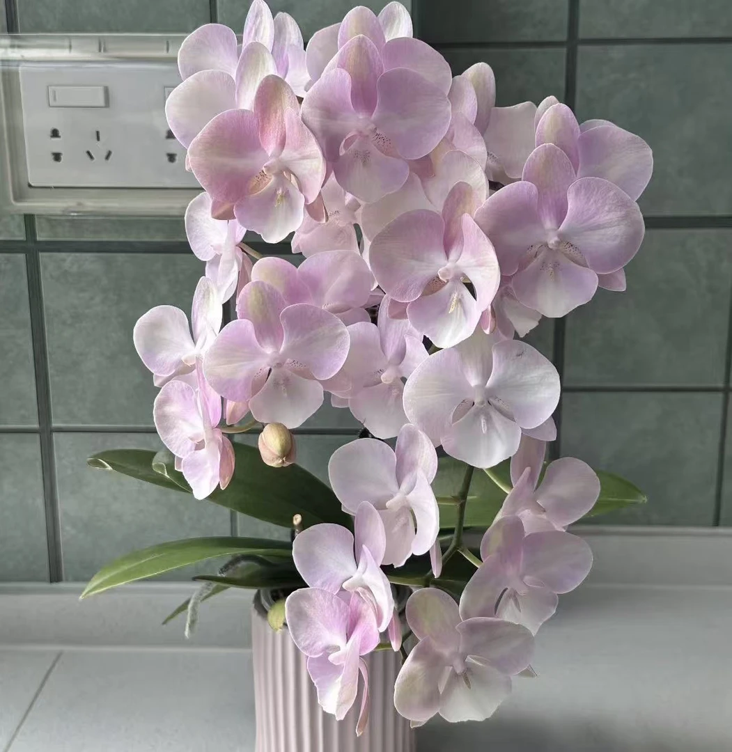 【李先生】（单剑威尼斯##原盆原土）蝴蝶兰室内客厅阳台观赏