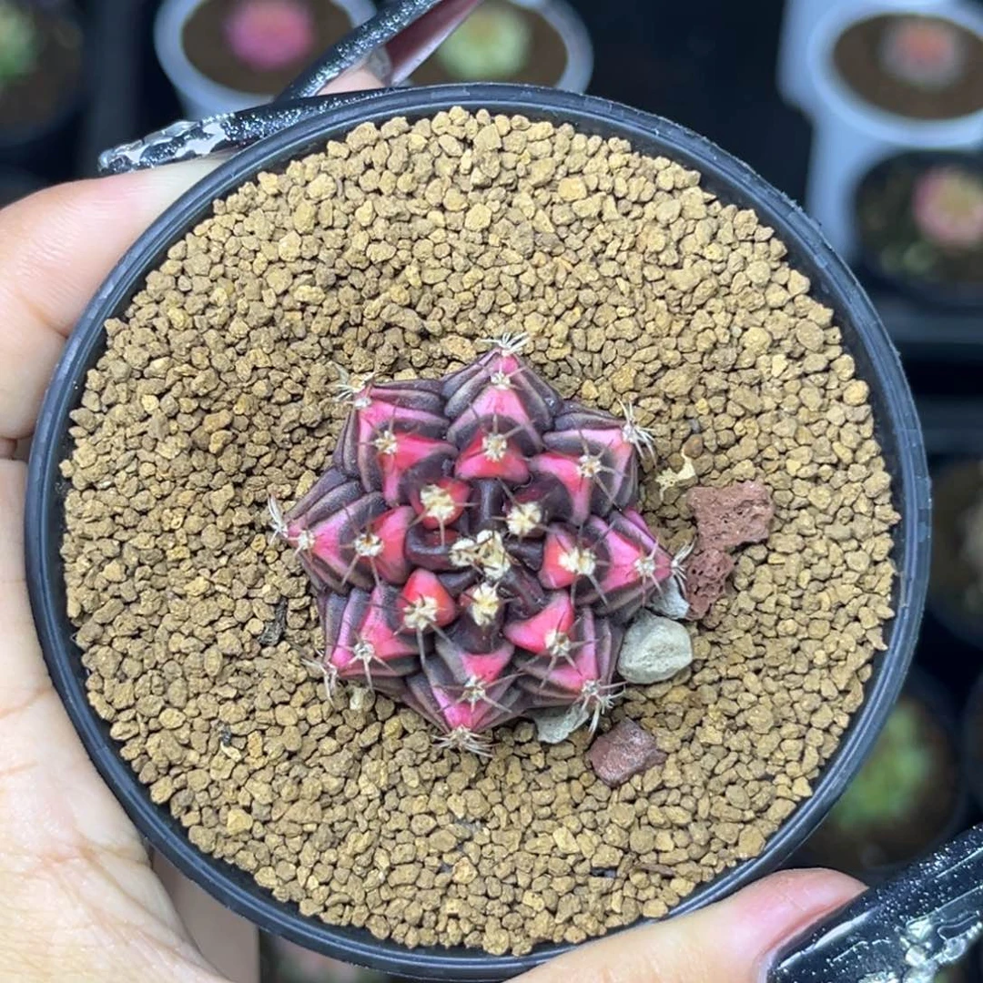 哈***店泰系米哈锦 带盆土发货